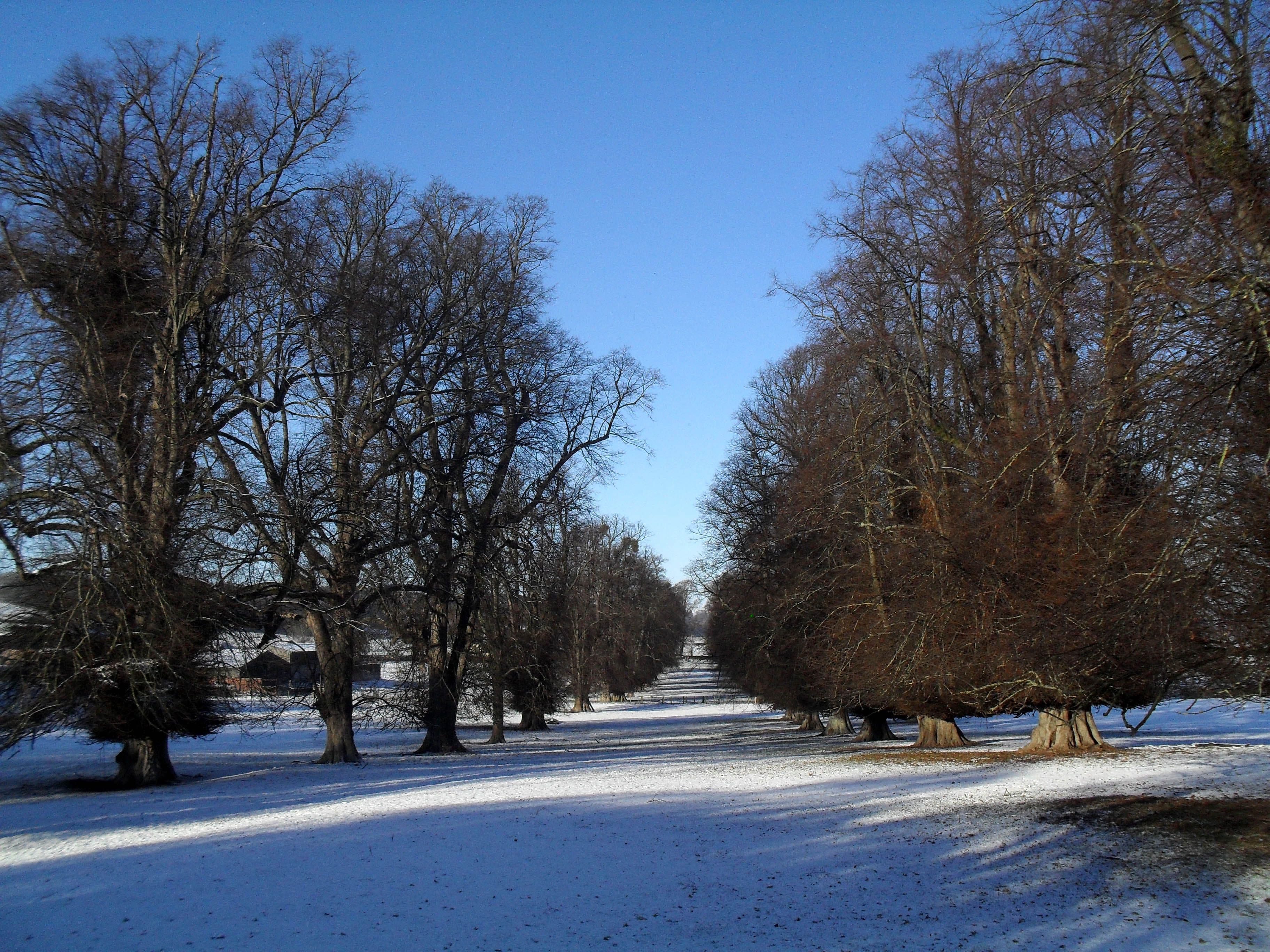 Rowton Castle, Shropshire — Avenue at Rowton Castle