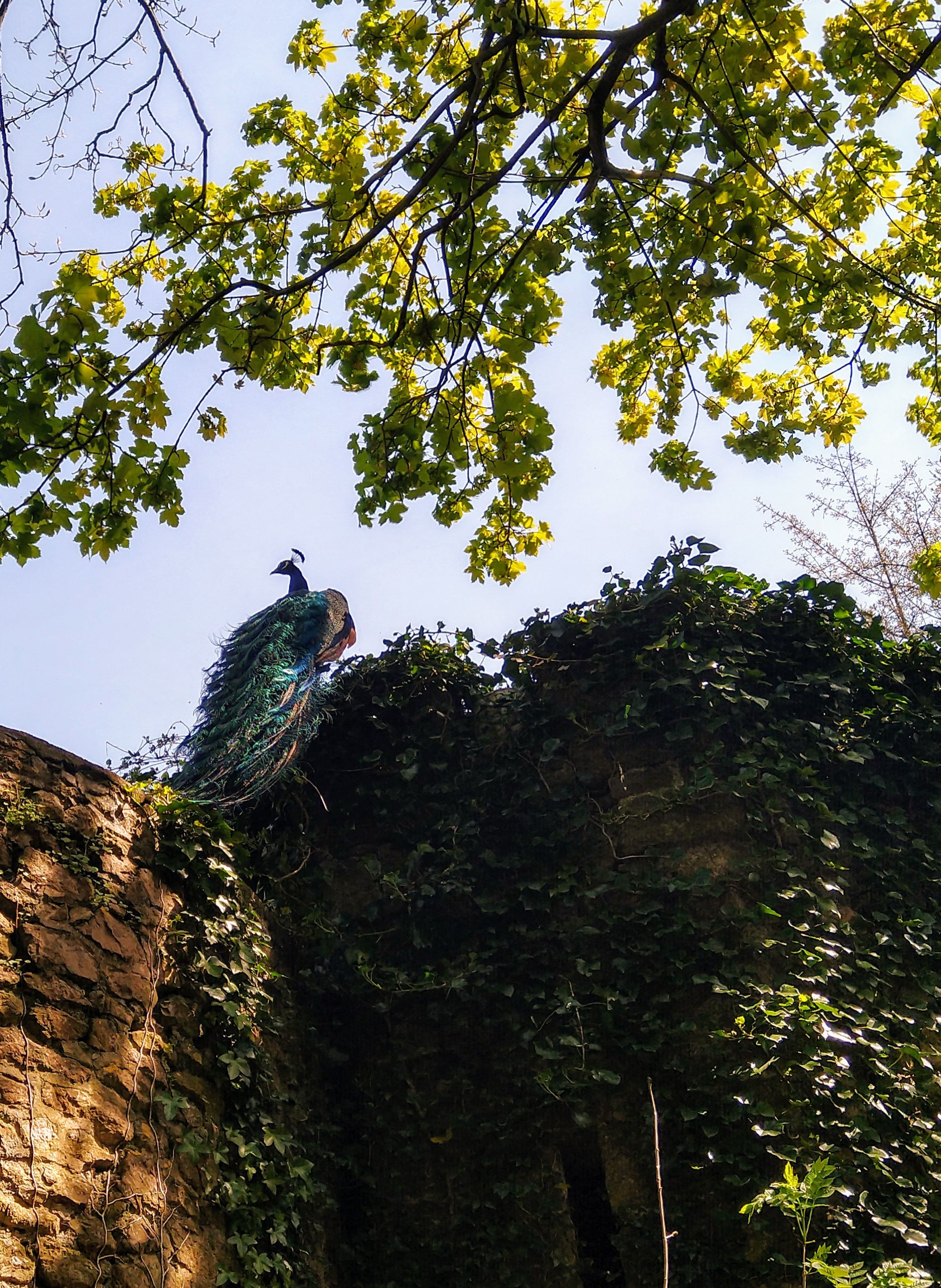 Banwell Castle, North Somerset — Peacock on a wall at Banwell Castle