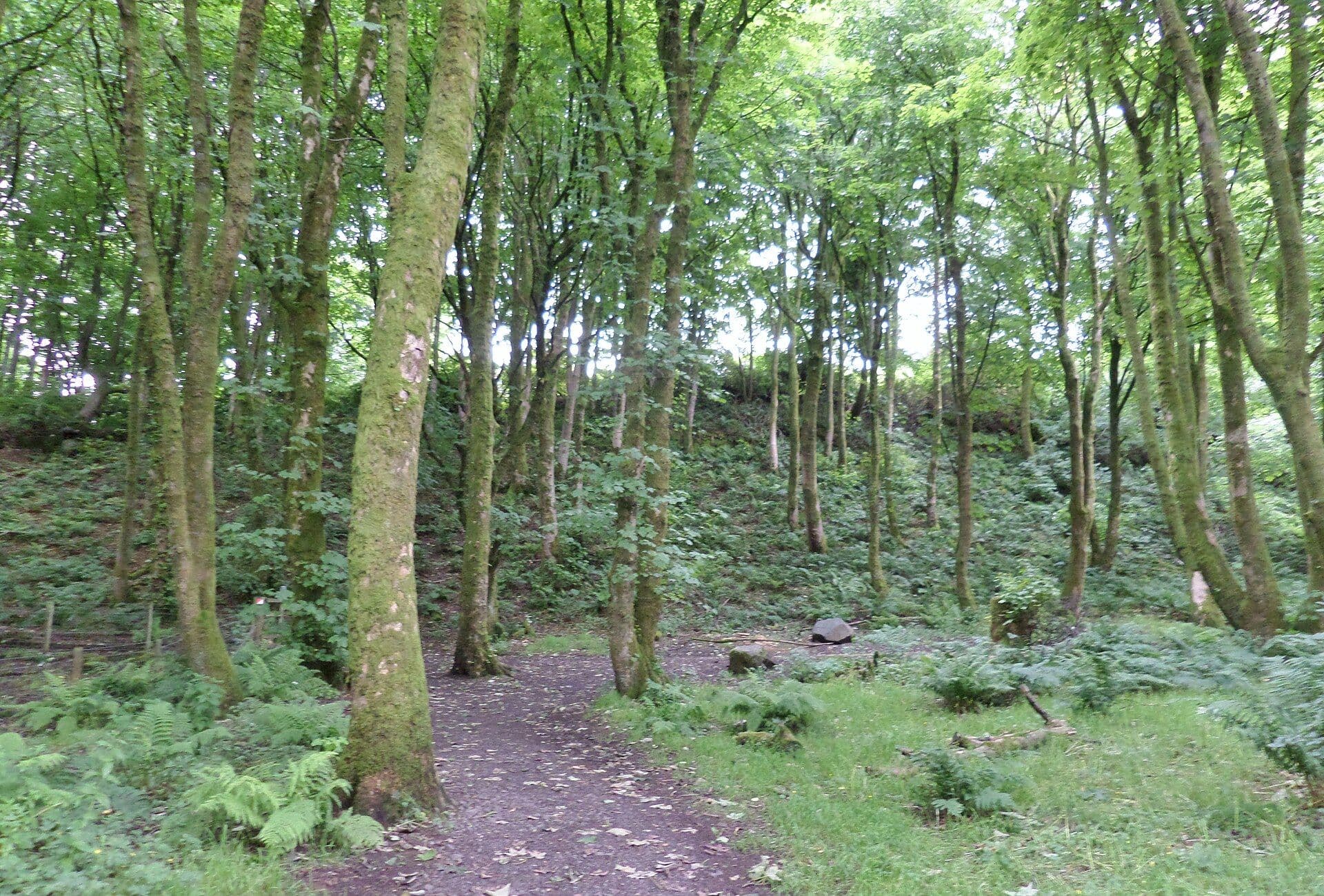 Castle Semple, Renfrewshire — Courtshaw Wood, Castle Semple, Lochwinnoch, Ayrshire. A feudal court maay have been held on Courtshaw Hill and a Fog House once stood here.