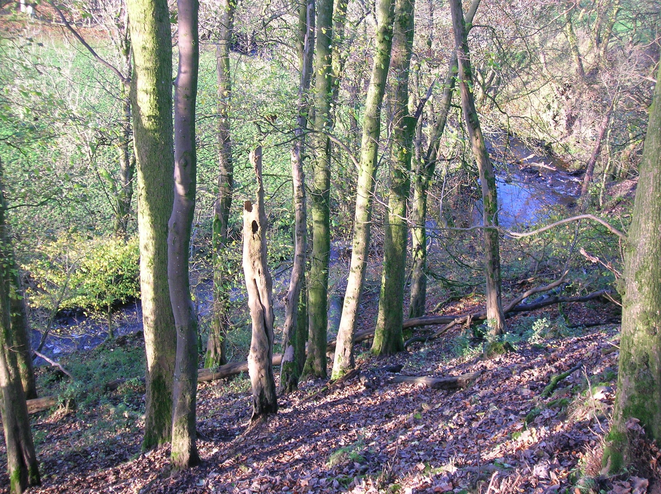 Polnoon Castle, East Renfrewshire — The Polnoon Burn from Polnoon Castle, Eaglesham, Scotland