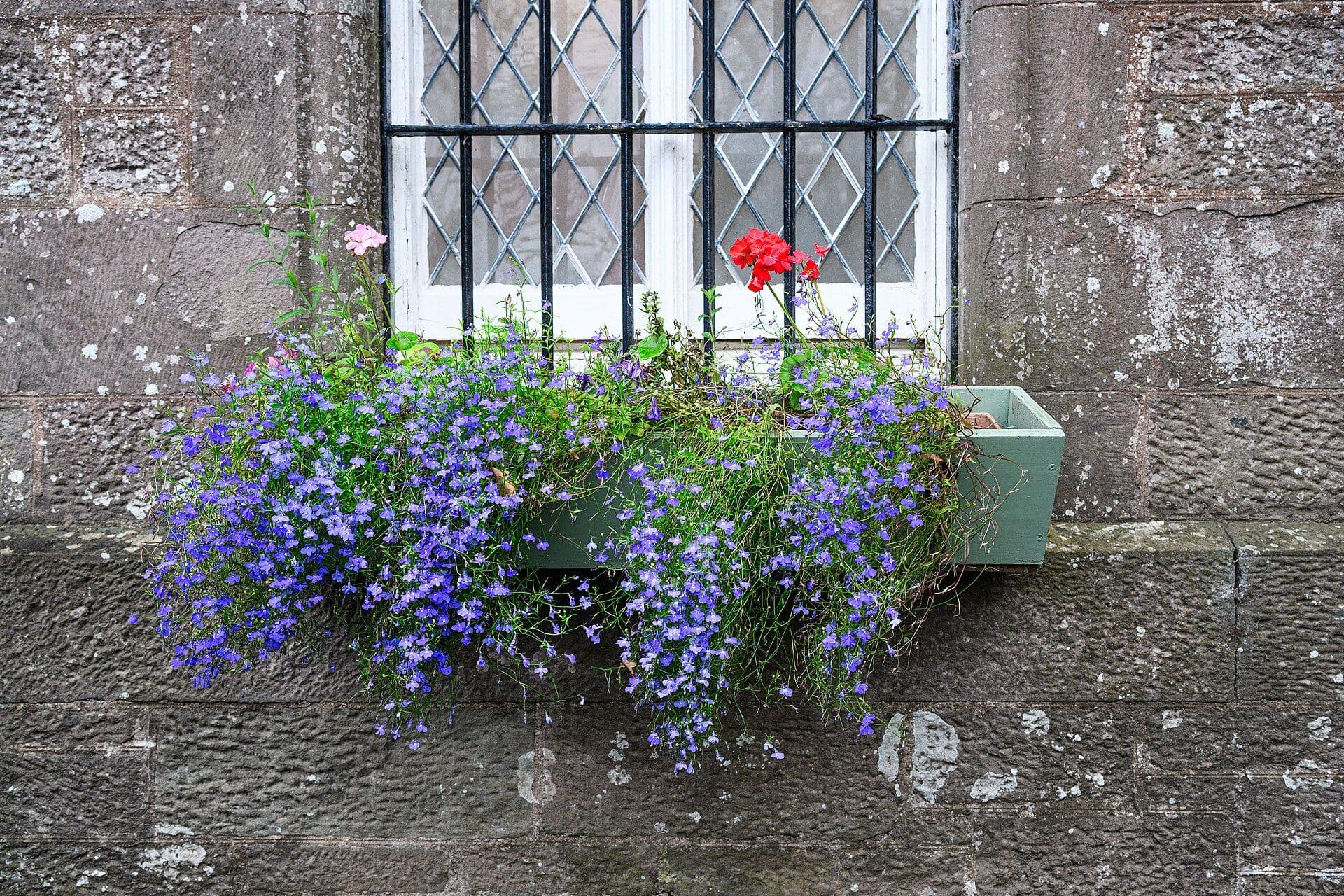 Glamis Castle, Angus — Flower box at Glamis Castle